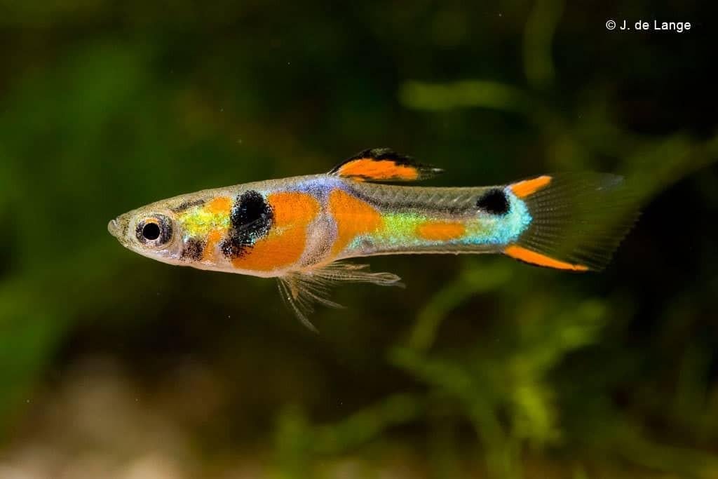 Endler Guppies Gratis, Vis