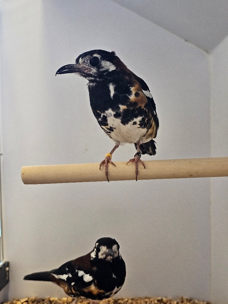 Kastanjeruglijster | Koppel zangvogels | Lijsters, Meerdere dieren, Wildzangvogel, Geringd