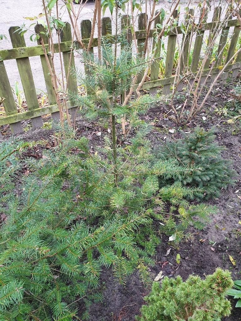 kleine boompje mini boompjes, Ophalen, Halfschaduw, Overige soorten, Minder dan 100 cm