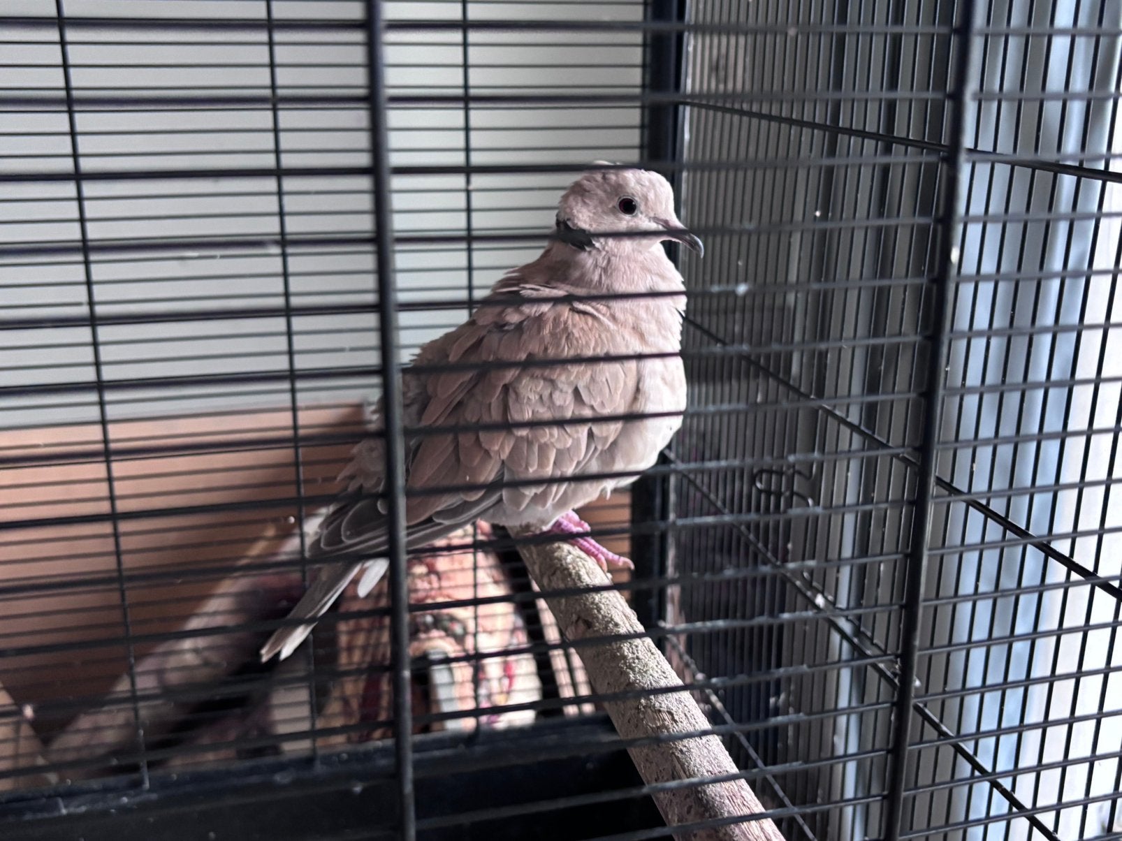 2 tortelduifjes met kooi, Dieren en Toebehoren, Meerdere dieren, Tam