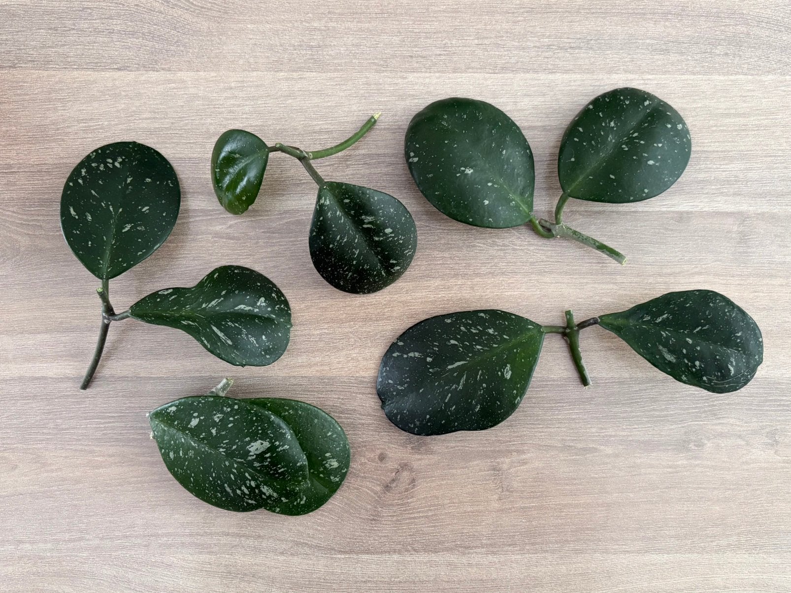 Hoya Obovata Stekjes Set [2], Huis en Inrichting, Kamerplanten, Ophalen of Verzenden
