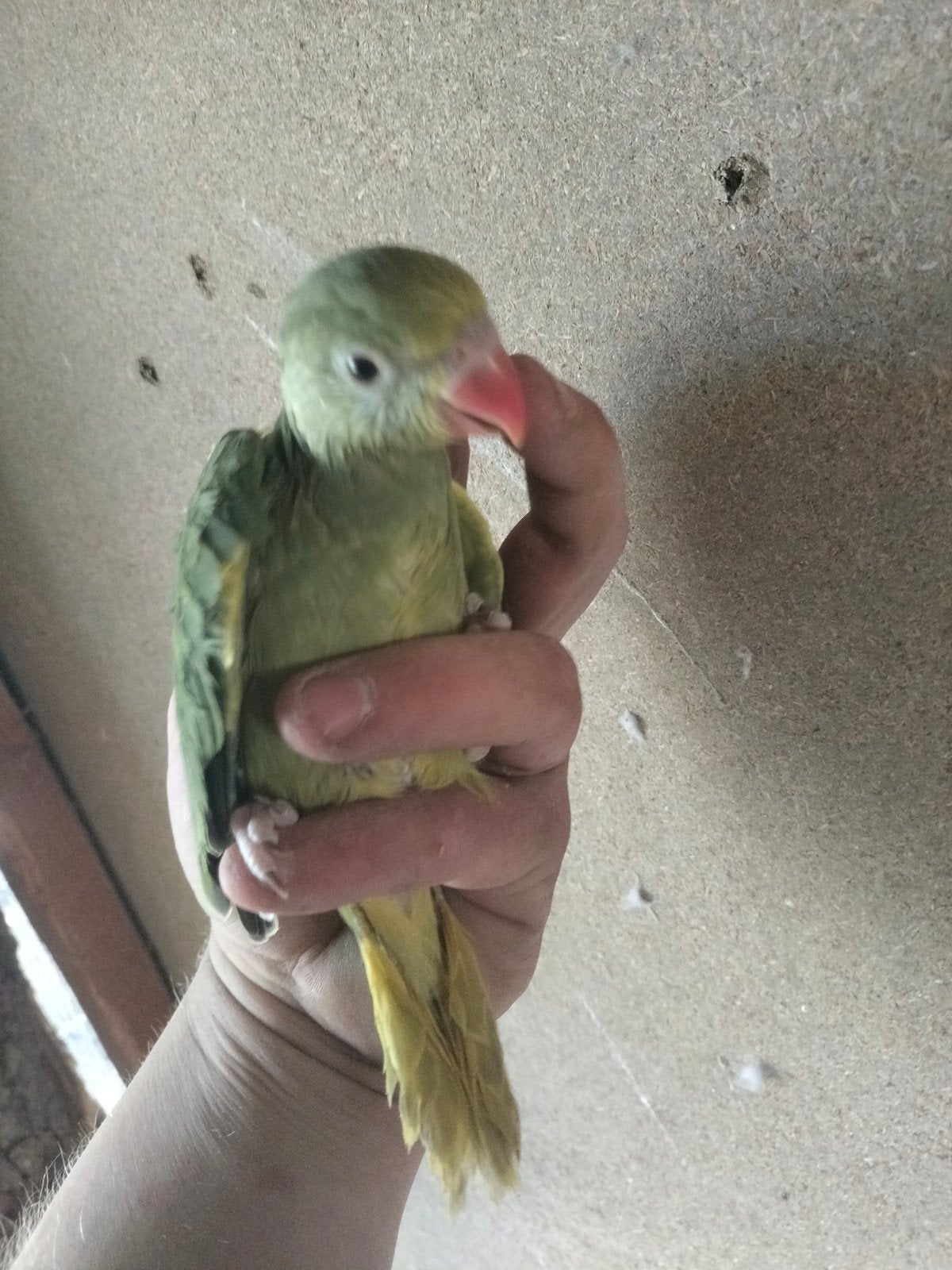 Violetgroen gkgs man te koop, Dieren en Toebehoren, Vogels | Parkieten en Papegaaien, Mannelijk, Parkiet, Geringd