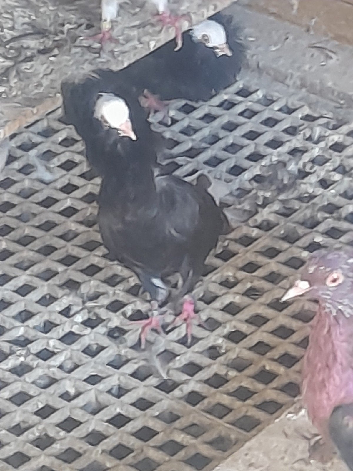 te koop Raadsheren, Dieren en Toebehoren, Meerdere dieren