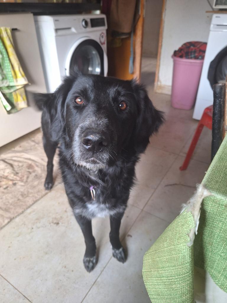 Pastor zoekt haar gouden mandje, Dieren en Toebehoren, Honden | Niet-rashonden, Particulier, 1 tot 2 jaar, Buitenland, Teef