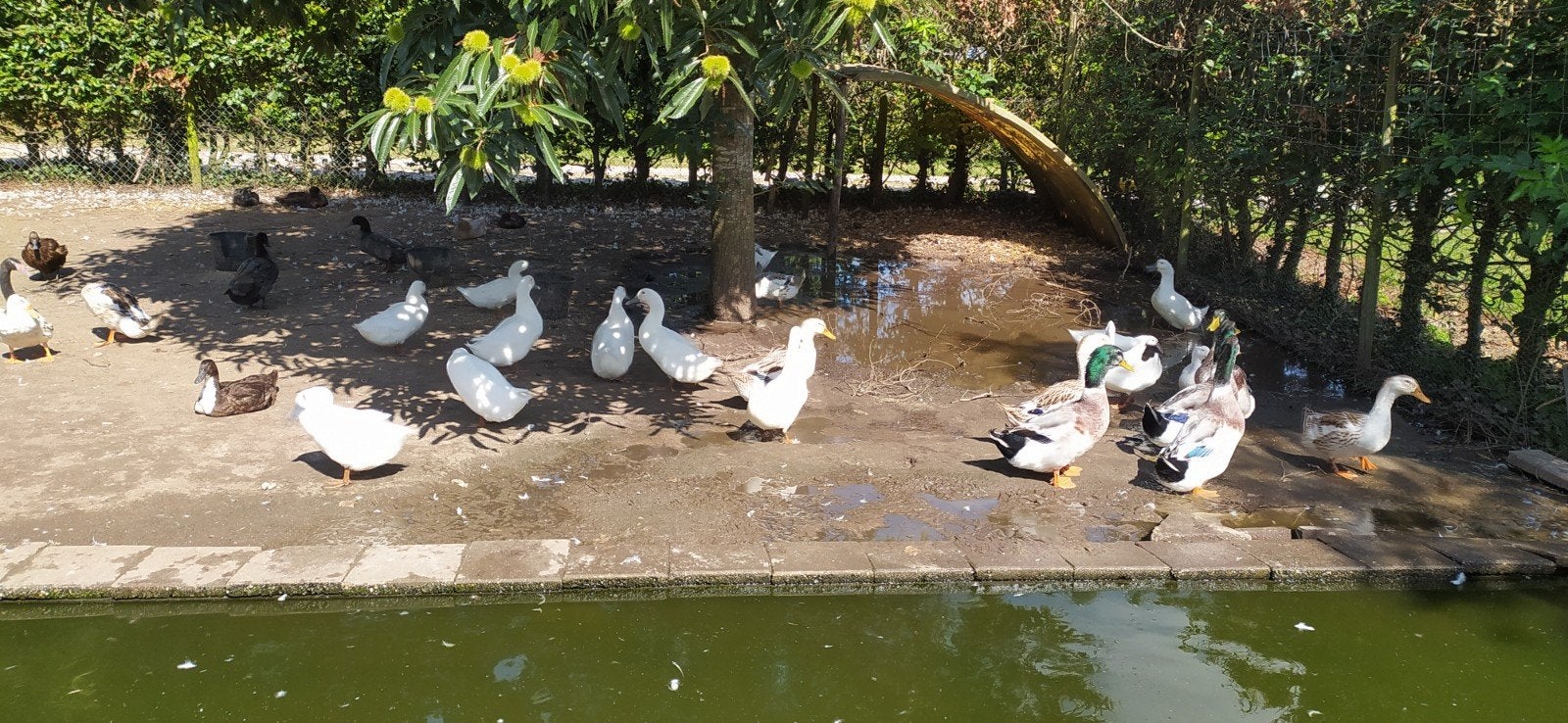 Eenden soorten (gedomesticeerd), Meerdere dieren, Eend