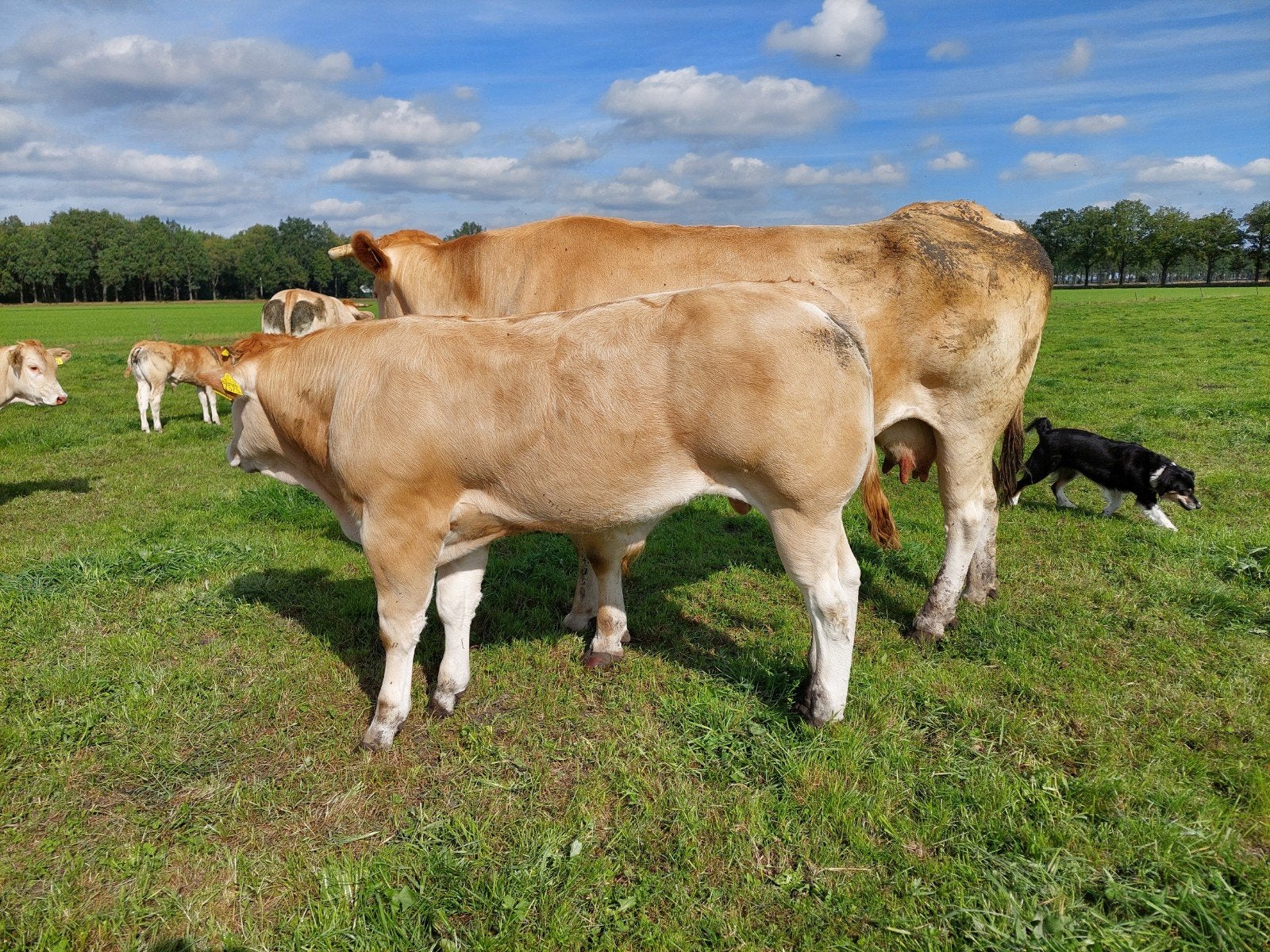 Jonge blonde aquitaine dekstieren te koop, Mannelijk