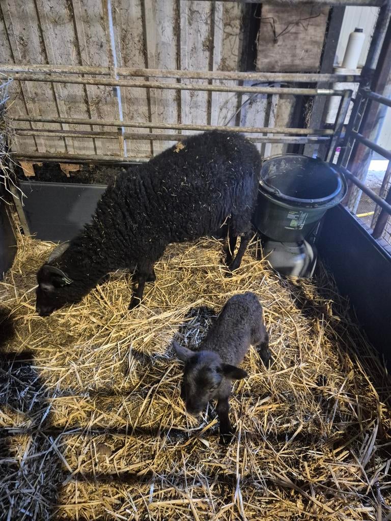 Schaap met ram lam, Mannelijk, Schaap