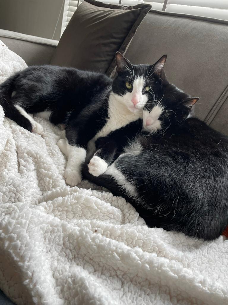 Katten, Meerdere dieren