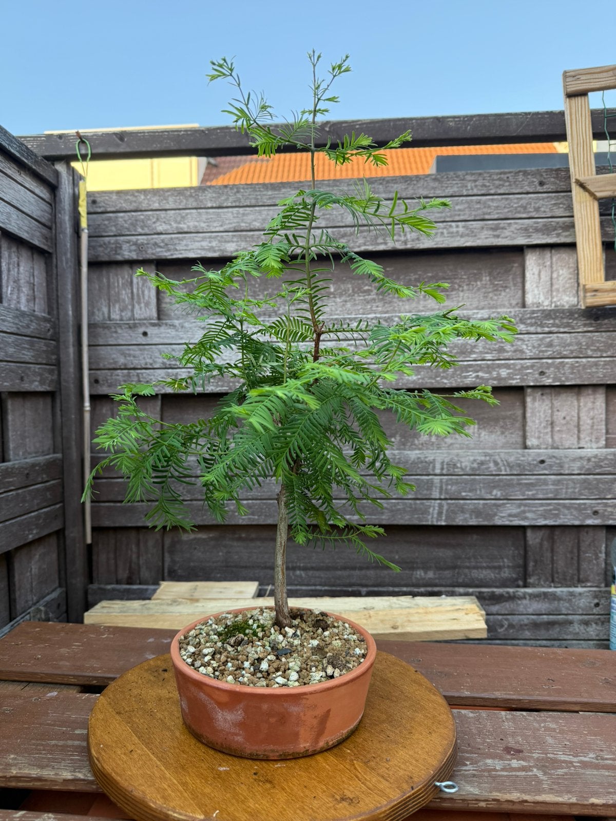 Metasequoia Bonsai, Ophalen, Bloeit niet, Halfschaduw, Overige soorten