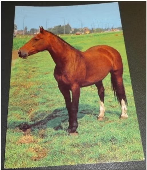 Paard - P8 - Langs de weg, Verzenden, 1980 tot heden, Gelopen, Paard