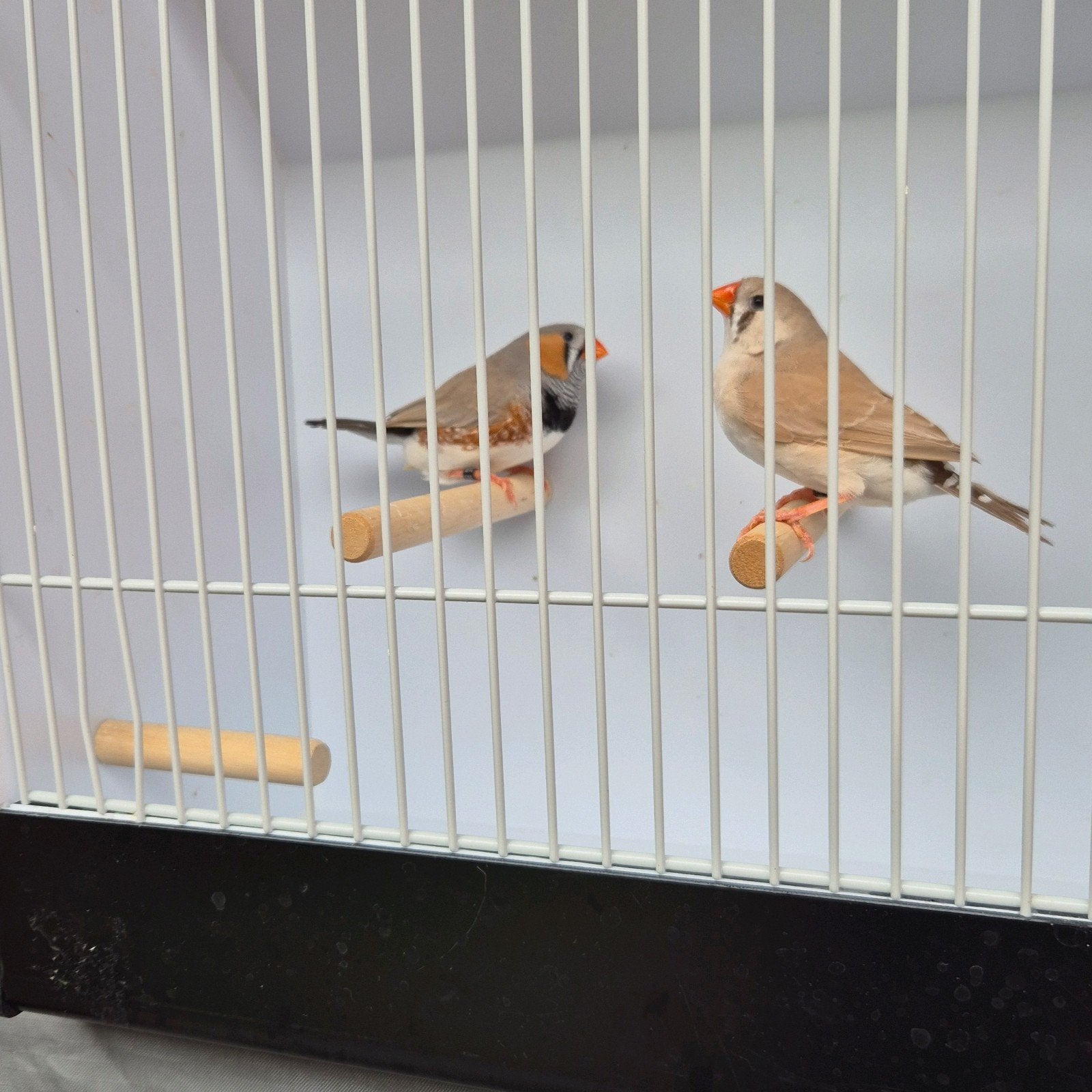 koppeltje zebravinken bleekrug grijs man/bruine pop 2026, Dieren en Toebehoren