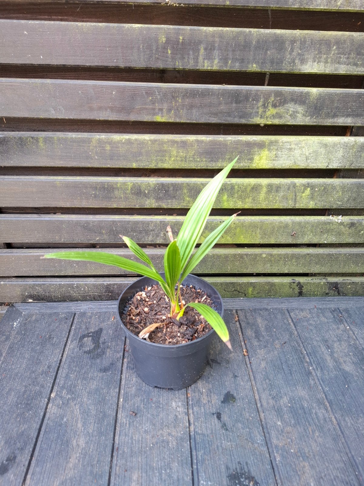 Palmboom trachycarpus fortunei zaailing, Ophalen, Overige soorten, Volle zon