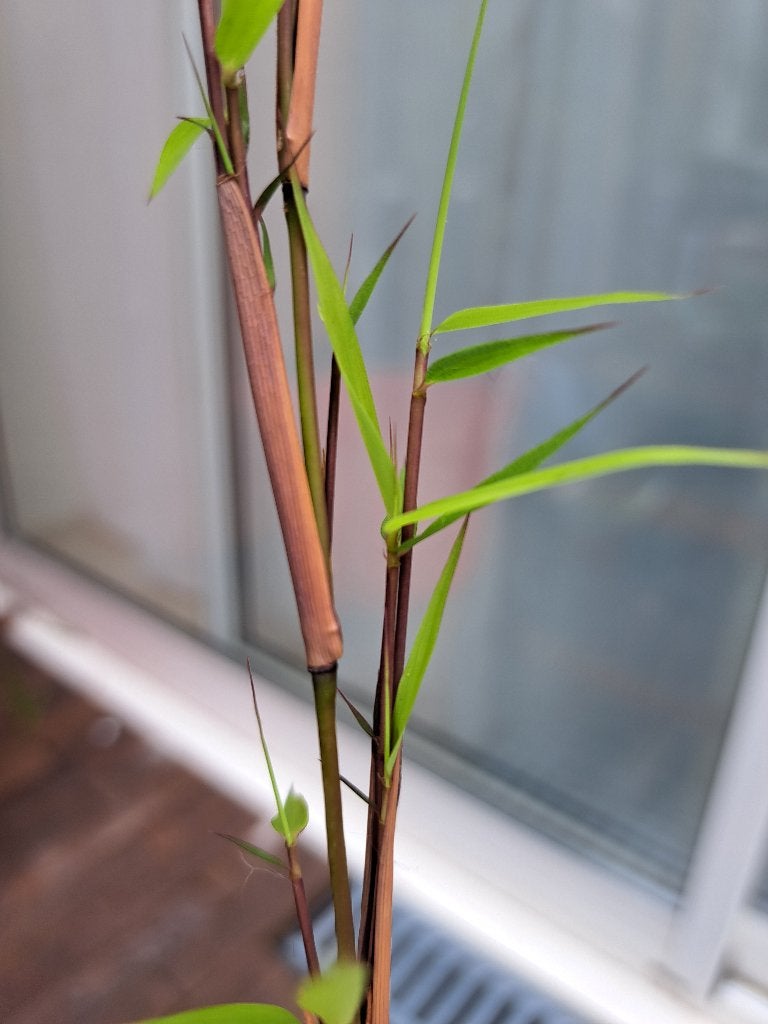 Bamboe zaailing, Ophalen, Groenteplanten, Eenjarig, Bloeit niet