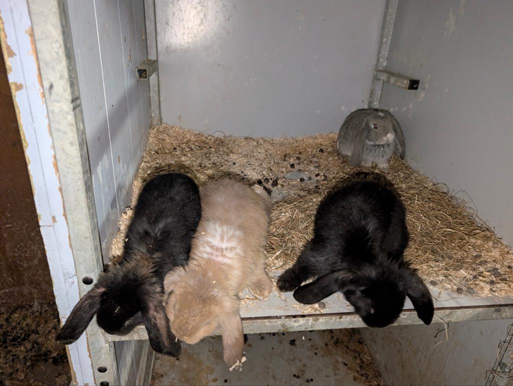 4 Franse hangoor rammetjes, Dieren en Toebehoren, Konijnen, Mannelijk, Groot, Hangoor