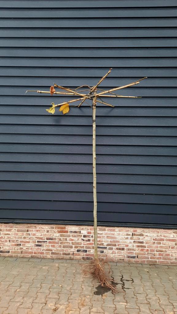 Dakplataan Platanus Hispanica Dakboom🌿🌳, Ophalen, Nieuw