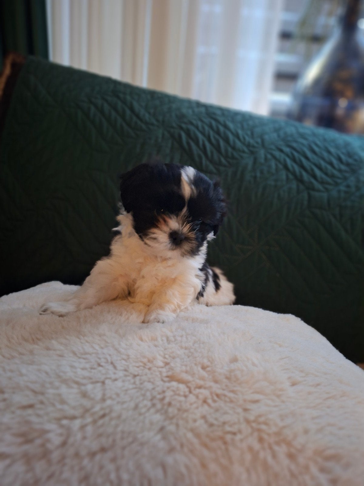 Shih tzu pups nog 2 reutjes zwart/wit  beschikbaar, Dieren en Toebehoren, Honden | Chihuahua's en Gezelschapshonden, Meerdere dieren