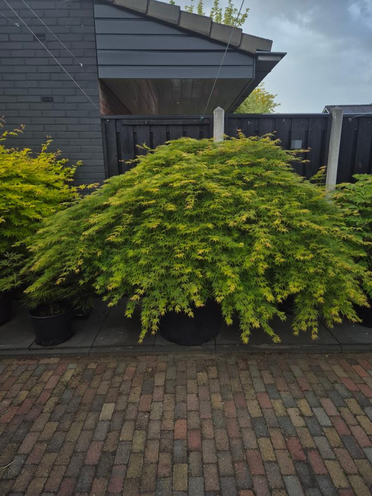 Een mooie en grote Japanse Esdoorn, Tuin en Terras, Ophalen, Bloeit niet, Halfschaduw, Overige soorten