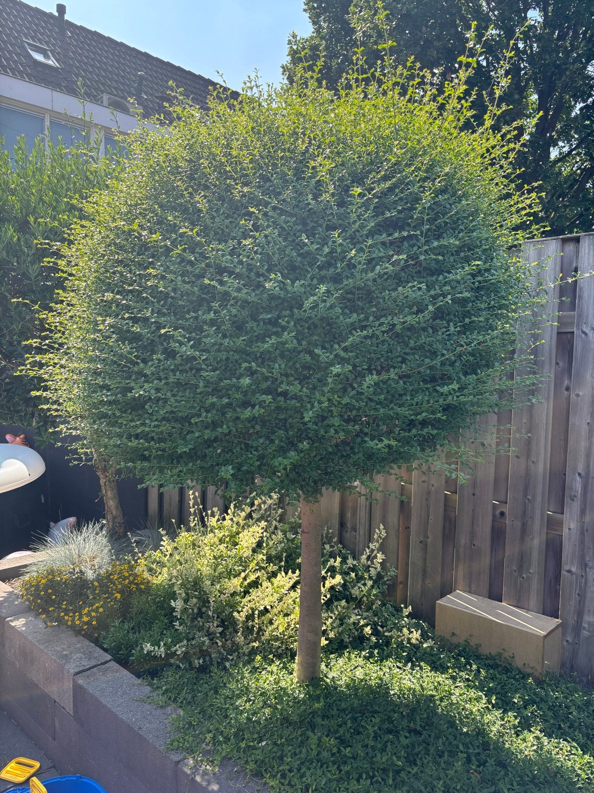 Mooie, gezonde liguster op stam te koop, Bloeit niet, Overige soorten, 100 tot 250 cm, Ophalen