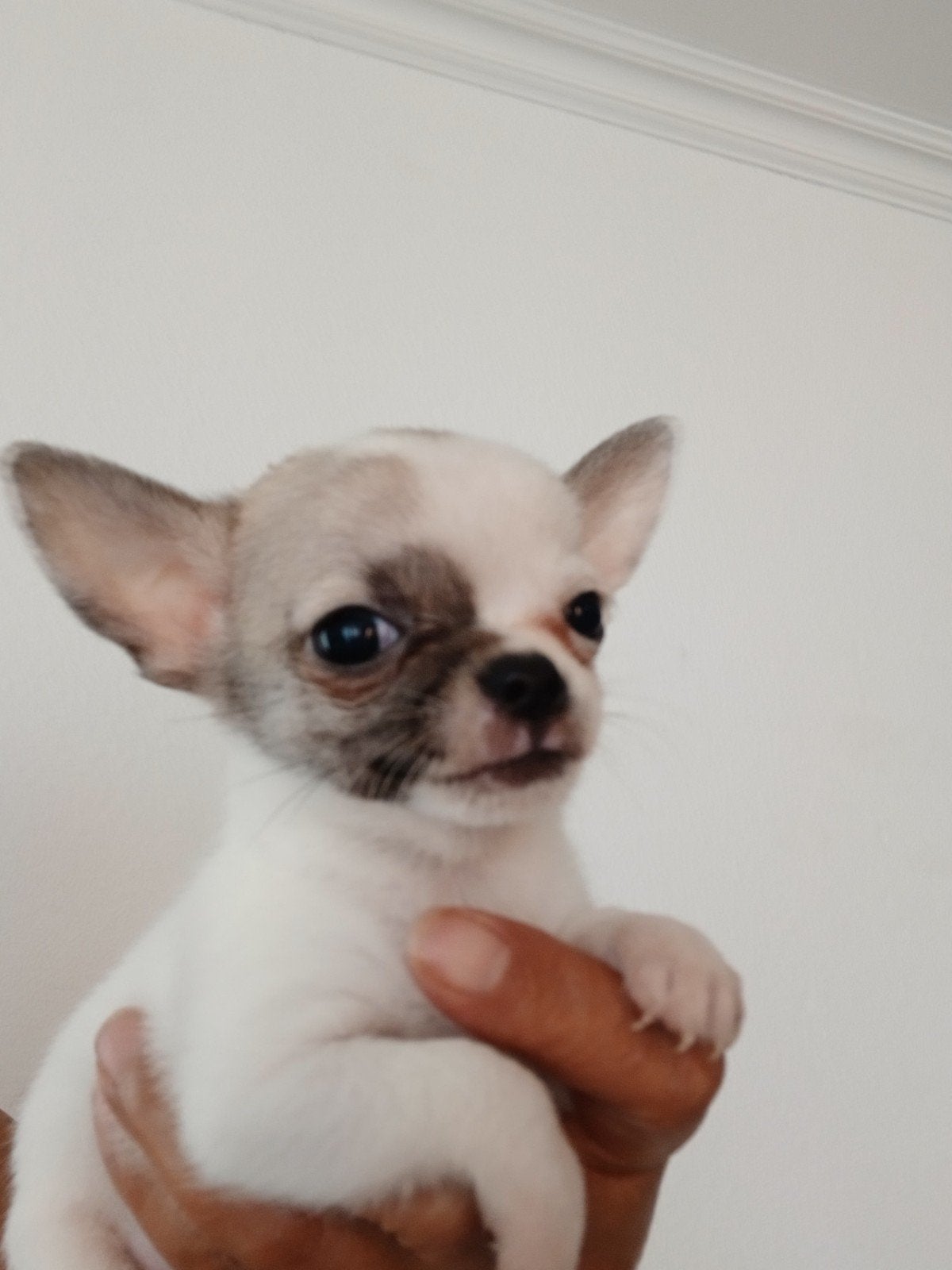 raszuivere mini chihuhua pups  lief, CDV (hondenziekte), 8 tot 15 weken, Teef, Meerdere