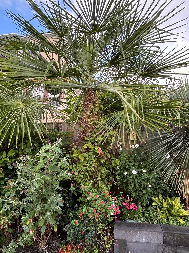 Chinese Waaierpalm, Lente, 100 tot 250 cm, Palmboom, Ophalen