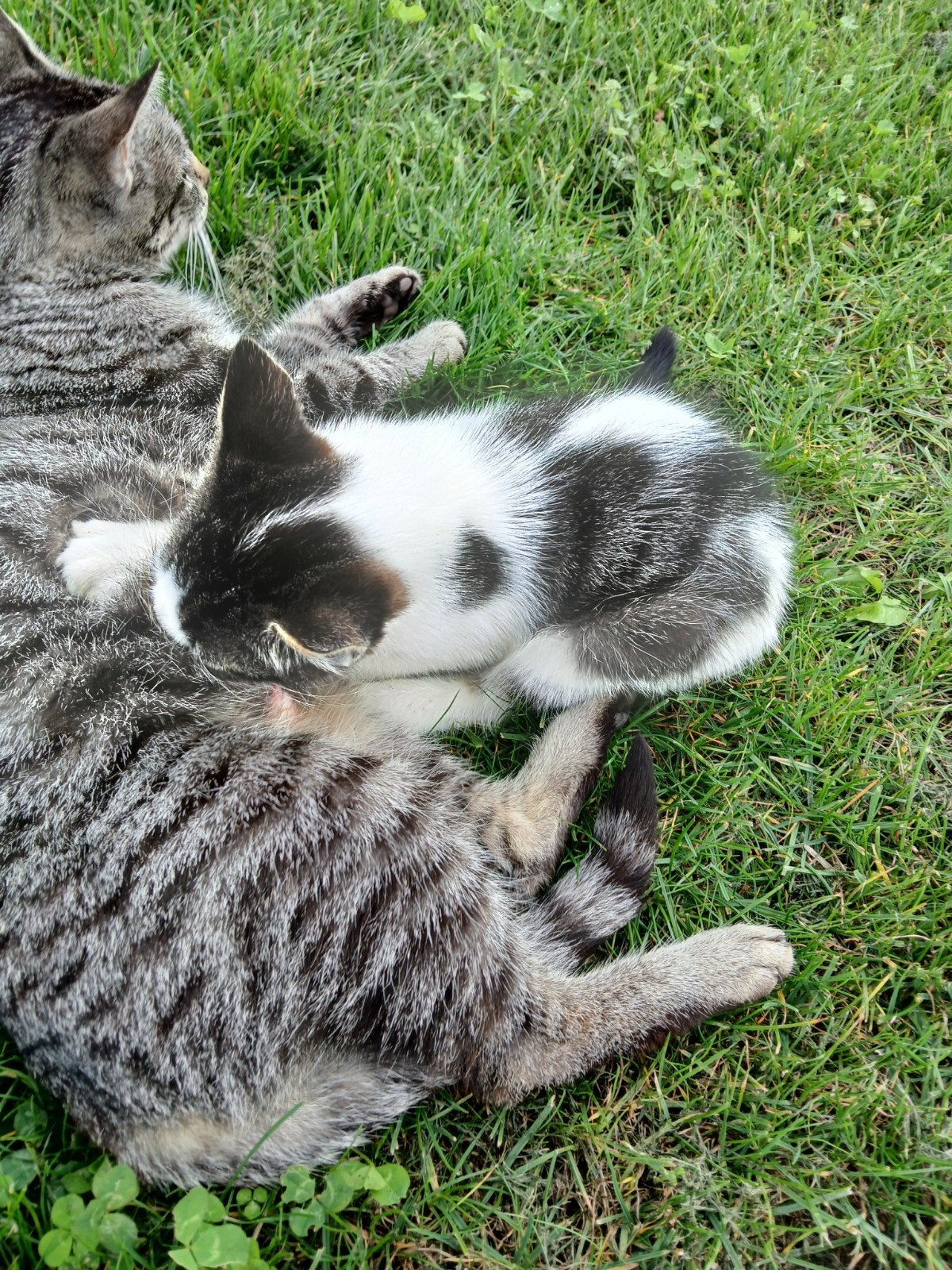 boerderij kitten, Geslacht onbekend, Kortharig, 0 tot 2 jaar