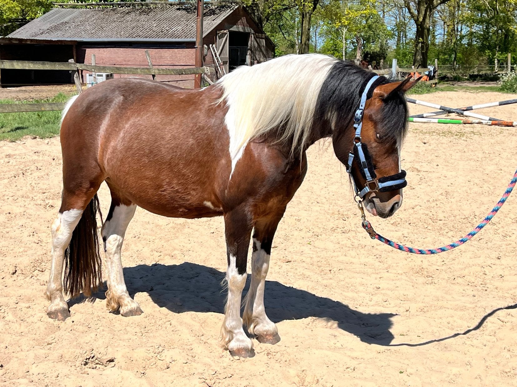 Veelzijdige nuchtere D pony merrie, Dieren en Toebehoren, Pony's, Merrie, D pony (1.37m tot 1.48m), Met stamboom, 7 tot 10 jaar