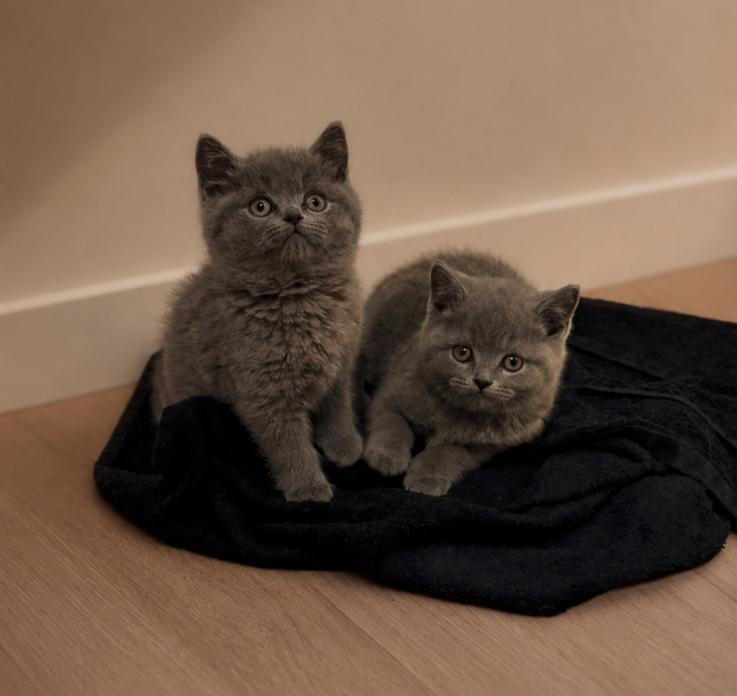 Britse Korthaar kittens, Dieren en Toebehoren, Katten en Kittens | Raskatten | Korthaar, Meerdere dieren, Ontwormd, 0 tot 2 jaar