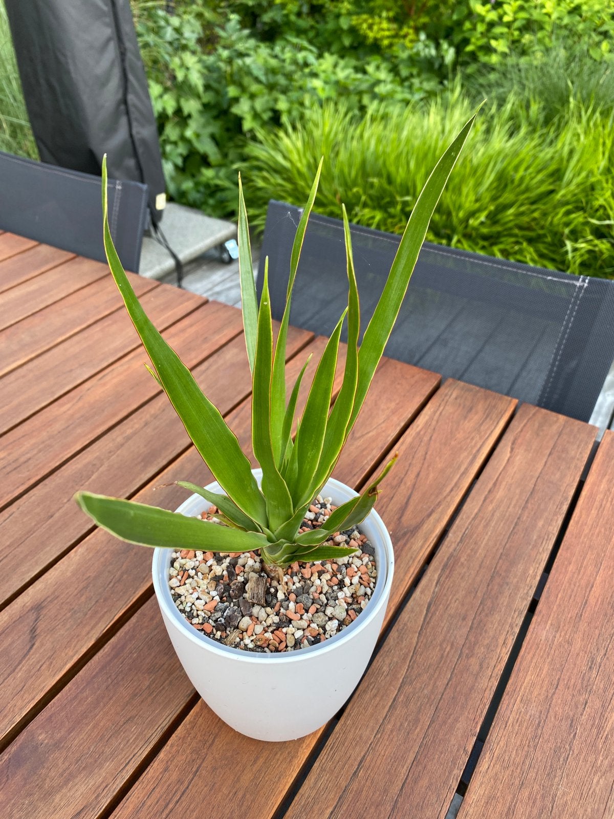 Dracaena draco, Ophalen, Overige soorten, Volle zon