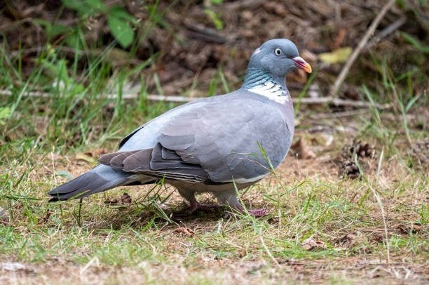 houtduiven te koop gevraagd, Dieren en Toebehoren, Meerdere dieren
