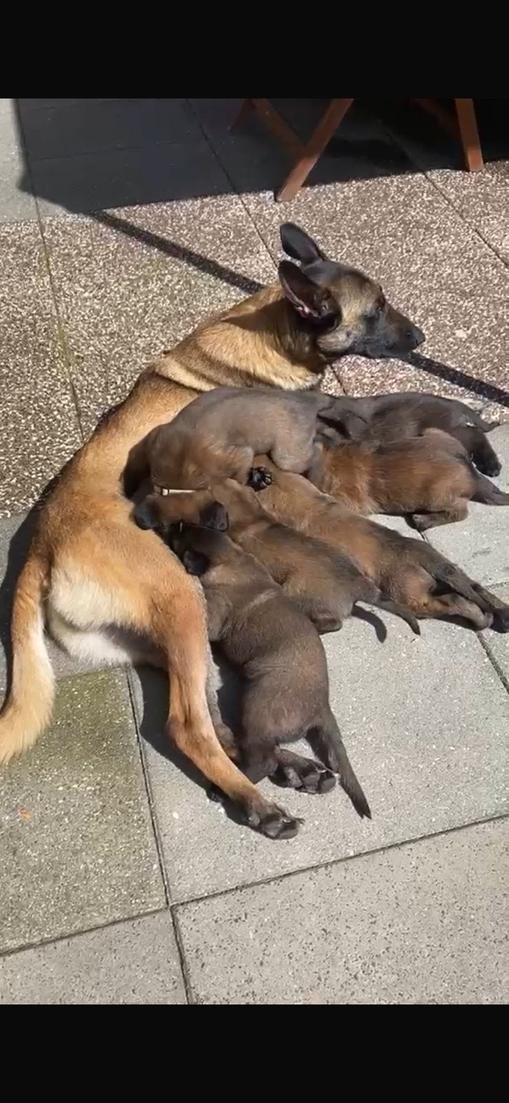 Mechelse herder pup, met stamboom ( Teefje), Dieren en Toebehoren, Honden | Herdershonden en Veedrijvers, 8 tot 15 weken, Teef