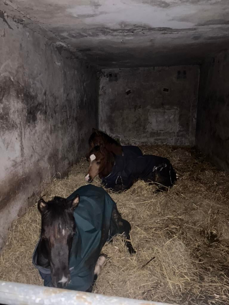 Kleinschalige opfok plaats vrij, Dieren en Toebehoren, Stalling en Weidegang, Opfok