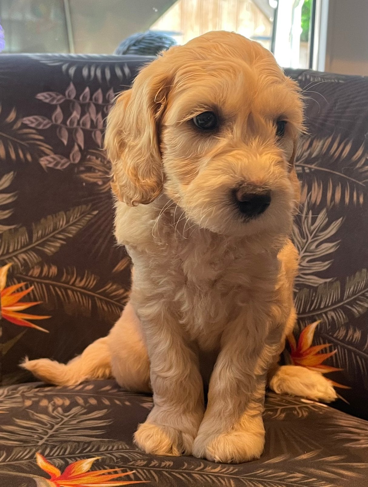 Mooie lieve austalian Labradoodle pups multigen, Parvo, Overige rassen, 8 tot 15 weken, Meerdere
