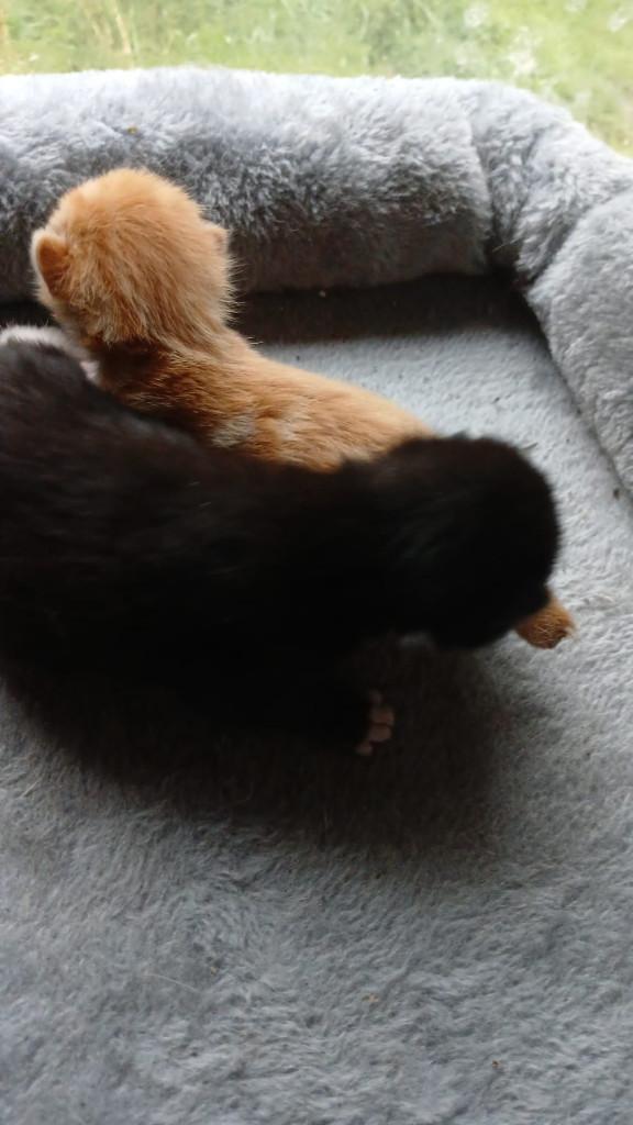Voor nog twee kruising kittens geboren op 28-4-2026 zoeken, Dieren en Toebehoren, Katten en Kittens | Overige Katten, Meerdere dieren