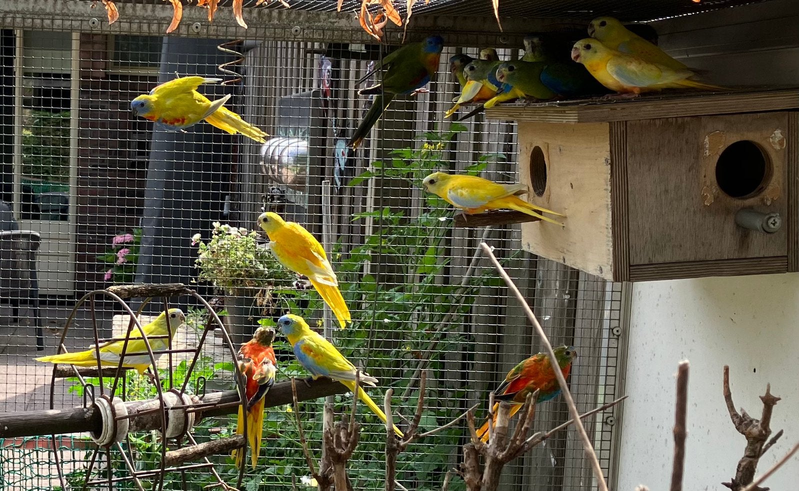 Te koop turquoisines, Meerdere dieren, Parkiet