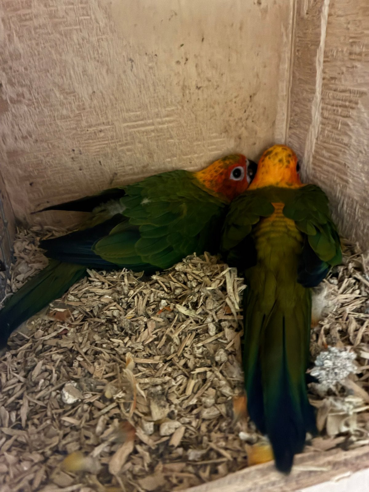 2 jonge zonparkieten, Dieren en Toebehoren, Geslacht onbekend, Parkiet, Geringd