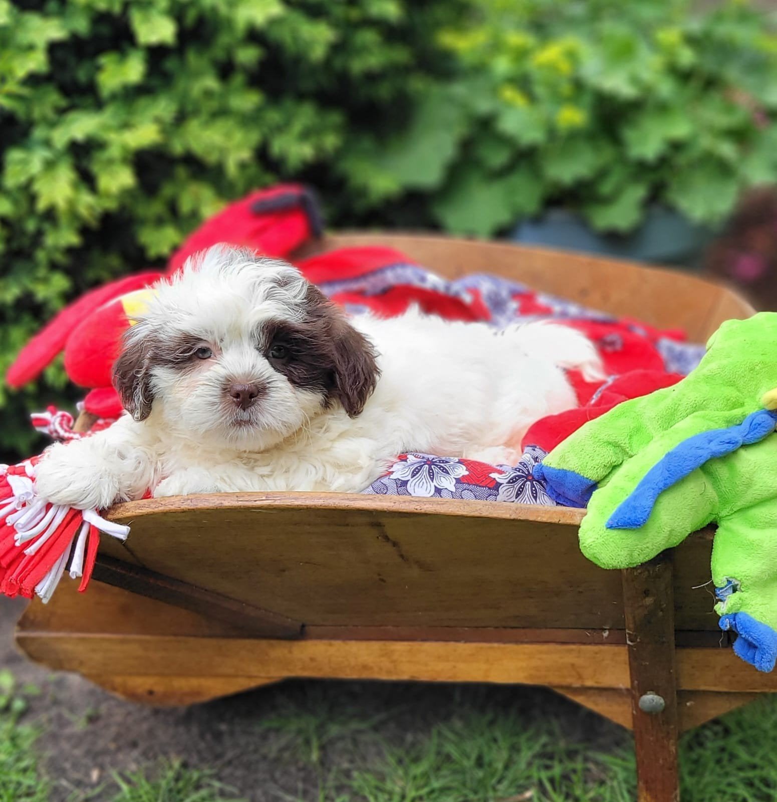 Leuke boomer pups te koop!, Dieren en Toebehoren, Parvo, Overige rassen, 8 tot 15 weken, Meerdere