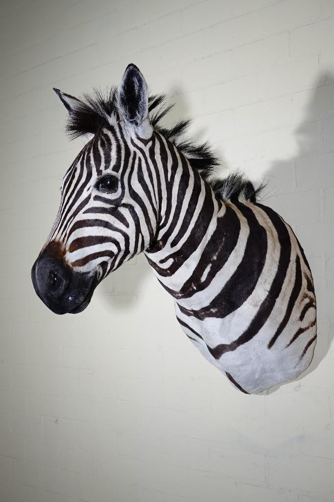 opgezette zebra taxidermy, Ophalen, Zo goed als nieuw, Hert, Gewei of Kop