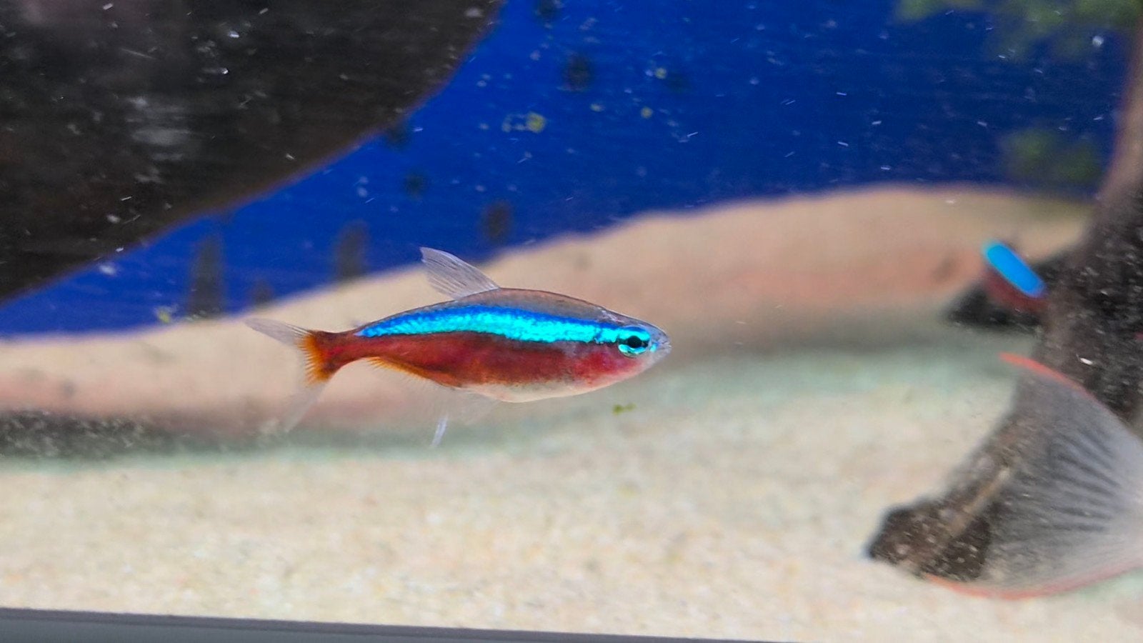 Mooie gezonde groep kardinaal tetra's, Dieren en Toebehoren, Vissen | Aquariumvissen, Vis, Zoetwatervis, Schoolvis