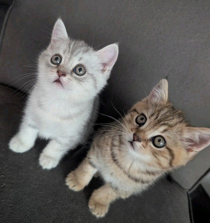 Brits korthaar Silver&Golden tabby spotted kittens 2poesjes, Dieren en Toebehoren, Poes, Ontwormd, 0 tot 2 jaar
