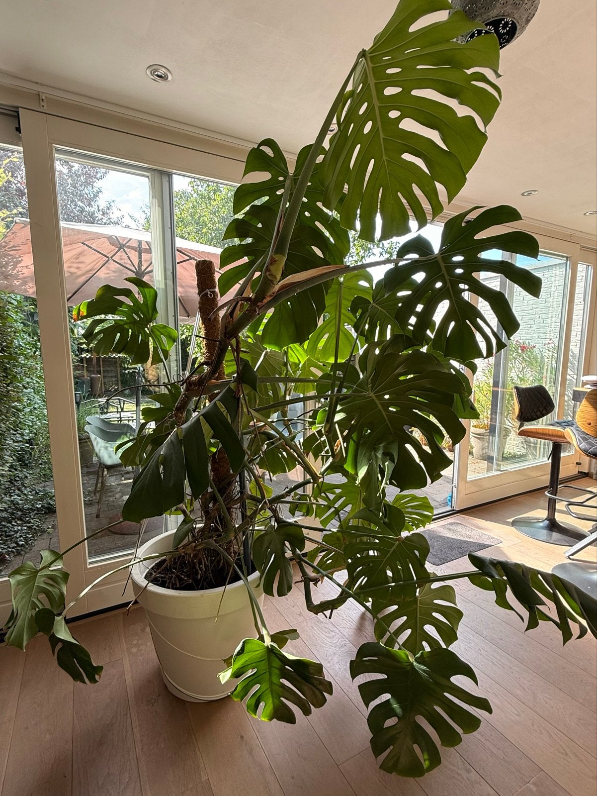 Grote Monstera Deliciosa - Kamerplant, Ophalen, 200 cm of meer, Overige soorten, Halfschaduw