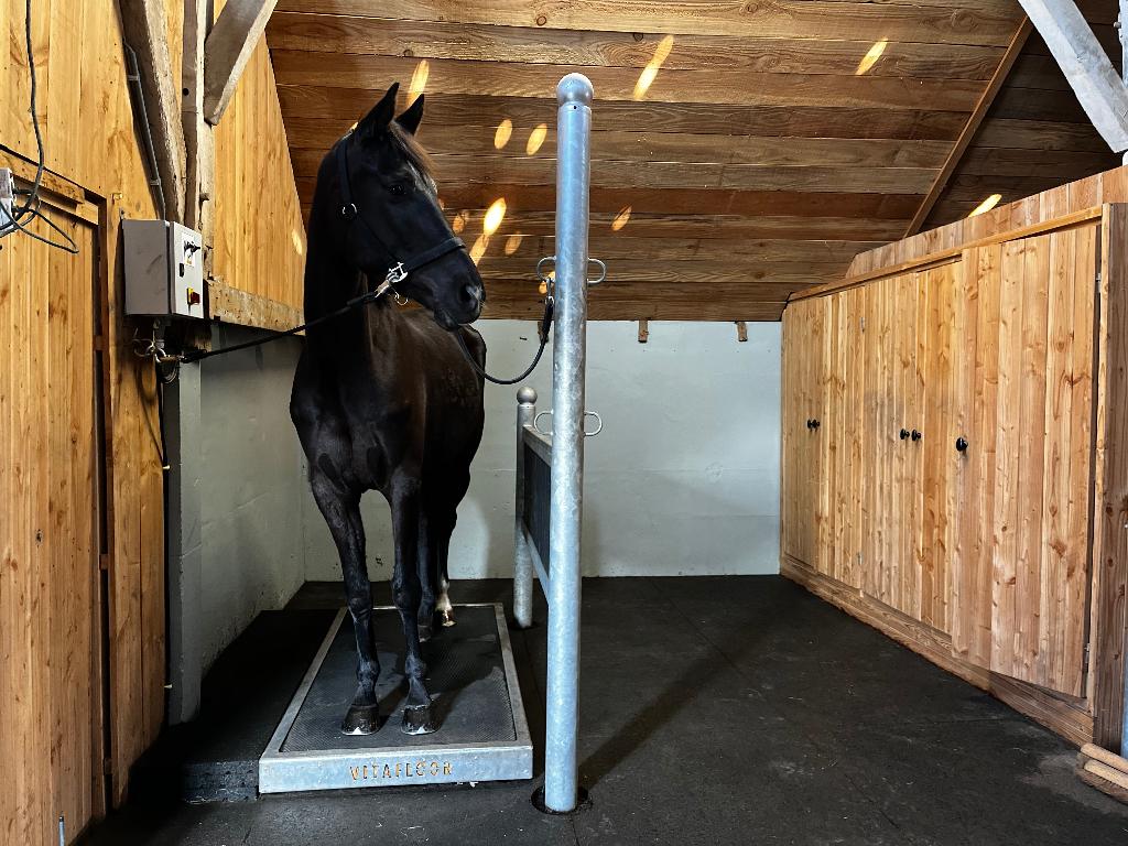 Vitafloor behandeling voor paard/pony, Dieren en Toebehoren, Stalling en Weidegang, Toebehoren