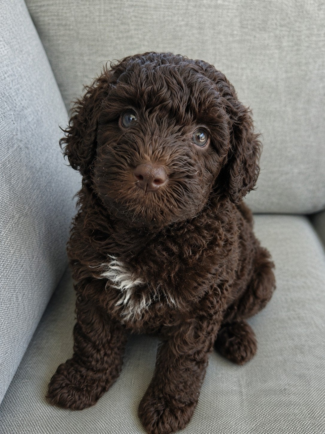 Maltipoo pups laatste reutje beschikbaar, Parvo, Overige rassen, 8 tot 15 weken, Meerdere