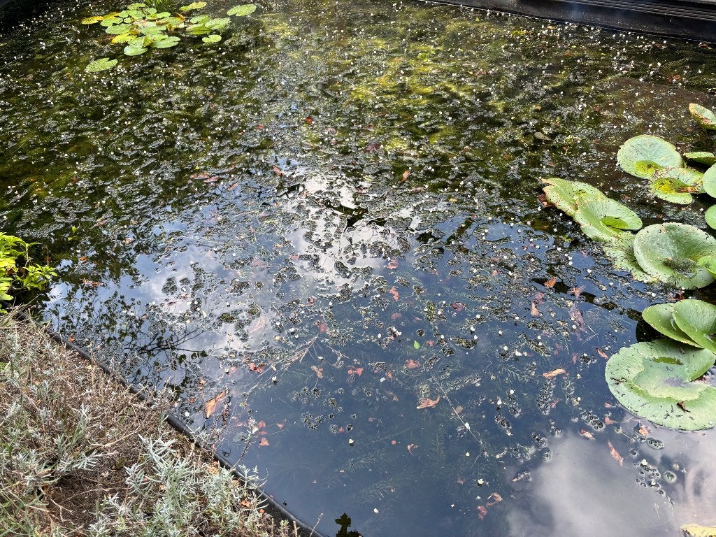 Vijver zuurstofplanten, Tuin en Terras, Vijvers, Ophalen, Gebruikt