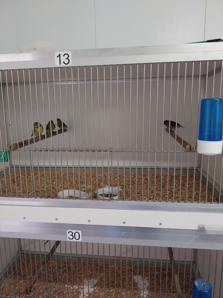Jongen zwartkopsijszen, Dieren en Toebehoren, Vogels | Kanaries, Meerdere dieren, Kleurkanarie