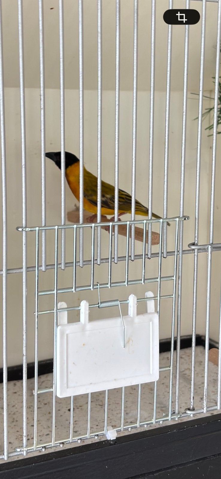 Zwartkop wever man, Dieren en Toebehoren, Mannelijk, Wildzangvogel, Geringd