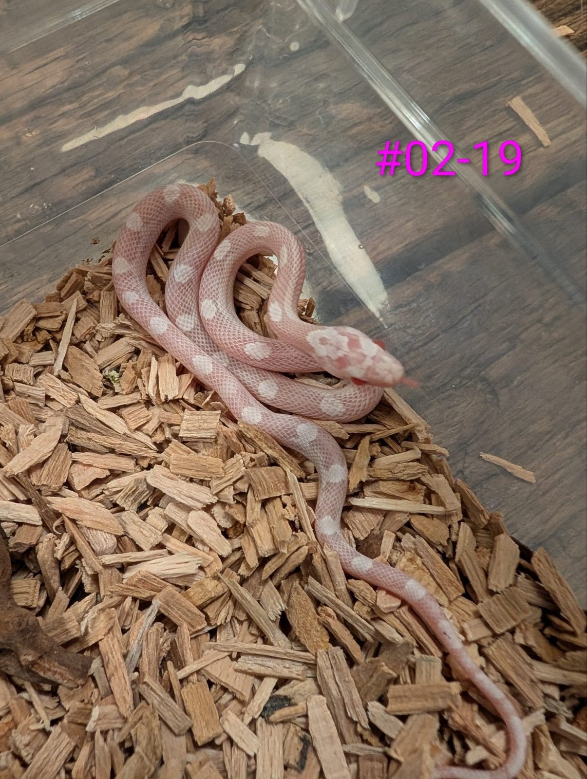 Div jonge rattenslangen in verschillende kleuren en patronen Rat Snake photo 19