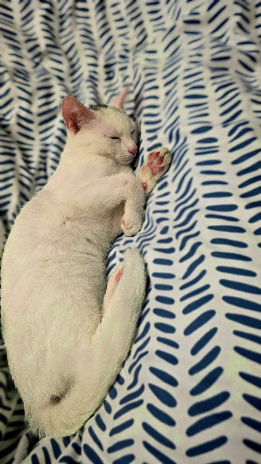kitten, Kater