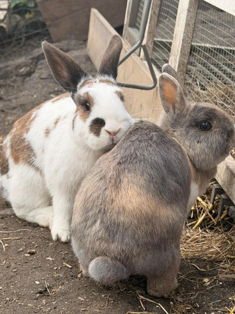 Konijnen Herplaatsing / Opvang, Dieren en Toebehoren, Konijnen, Meerdere dieren