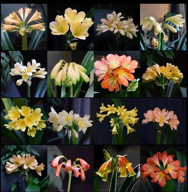 Clivia types, Ophalen of Verzenden