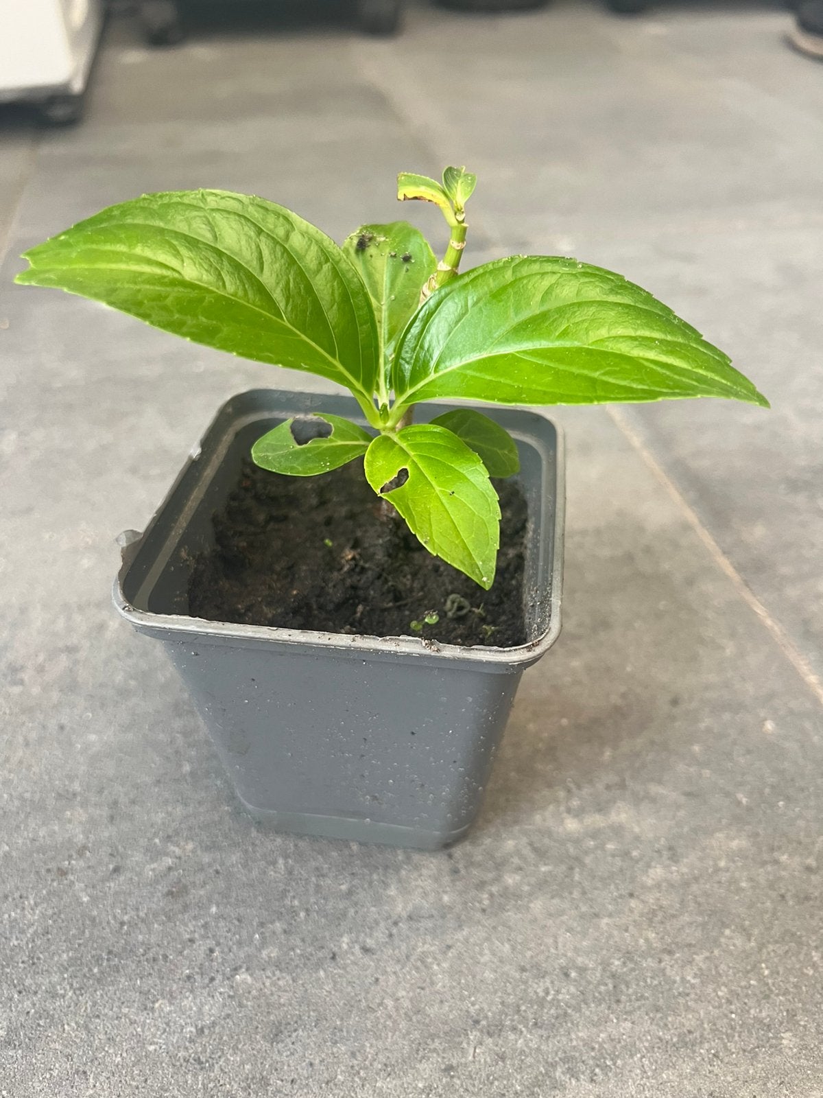 Hortensia plant, Tuin en Terras, Ophalen of Verzenden, Overige soorten, Halfschaduw